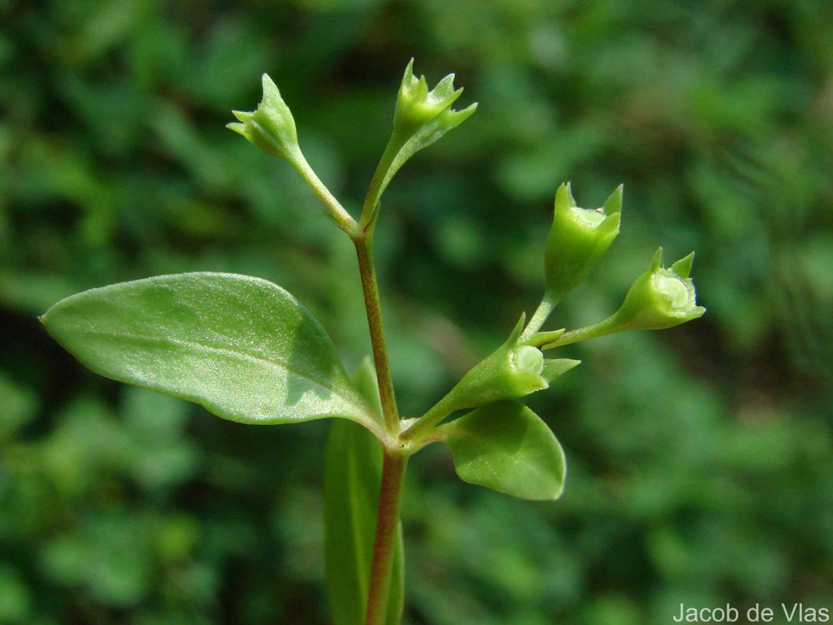 Leptopetalum biflorum (L.) Neupane & N.Wikstr.